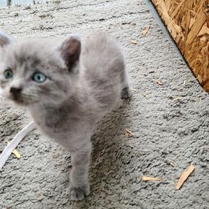 Meet your Posher, Ada